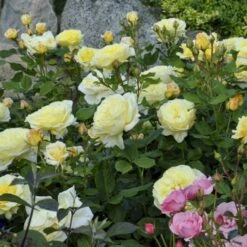 'Stockholm'™ Rosa X 'Stockholm'™ (Slotsrose) A-Kvalitet,- Barrods Roser Min. 3 Grene -Plantetorvet p12887 51867 rosa x stockholm slotsrose 8d87