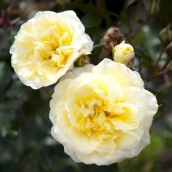 'Stockholm'™ Rosa X 'Stockholm'™ (Slotsrose) A-Kvalitet,- Barrods Roser Min. 3 Grene -Plantetorvet p12887 51868 rosa x stockholm slotsrose 42cb