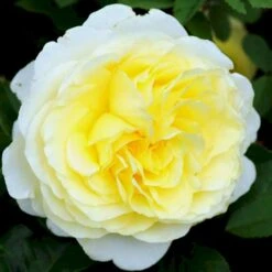 'Stockholm'™ Rosa X 'Stockholm'™ (Slotsrose) A-Kvalitet,- Barrods Roser Min. 3 Grene -Plantetorvet p12887 51869 rosa x stockholm slotsrose d741