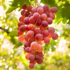 Vin 'Suffolk Red' Vitis Vinifera 'Suffolk Red' Potte 3,0 Liter,- Opbundet 80-100 Cm.