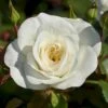 'Prague'™ Rosa X 'Prague'™ (Slotsrose) A-Kvalitet,- Barrods Roser Min. 3 Grene -Plantetorvet p12902 51835 rosa x prague slotsrose 85f6