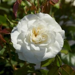'Prague'™ Rosa X 'Prague'™ (Slotsrose) A-Kvalitet,- Barrods Roser Min. 3 Grene 4 'Prague'™ Rosa X 'Prague'™ (Slotsrose) A-Kvalitet,- Barrods Roser Min. 3 Grene -Plantetorvet p12902 51836 rosa x prague slotsrose 2cce