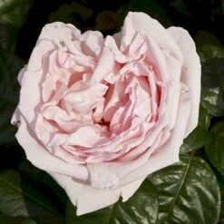 'Racquel™ Renaissance'® Rosa X 'Racquel™ Renaissance'® (Renaissancerose) A-Kvalitet,- Barrods Roser Min. 3 Grene -Plantetorvet p12910 52194 rosa x racquel renaissance renaissancerose 6088