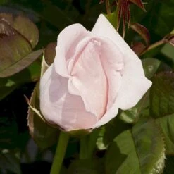 'Racquel™ Renaissance'® Rosa X 'Racquel™ Renaissance'® (Renaissancerose) A-Kvalitet,- Barrods Roser Min. 3 Grene -Plantetorvet p12910 52195 rosa x racquel renaissance renaissancerose afb8