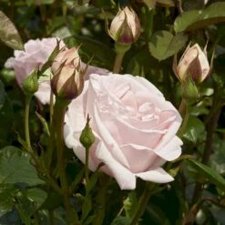 'Racquel™ Renaissance'® Rosa X 'Racquel™ Renaissance'® (Renaissancerose) A-Kvalitet,- Barrods Roser Min. 3 Grene -Plantetorvet p12910 52196 rosa x racquel renaissance renaissancerose 0c35