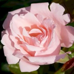 'Racquel™ Renaissance'® Rosa X 'Racquel™ Renaissance'® (Renaissancerose) A-Kvalitet,- Barrods Roser Min. 3 Grene -Plantetorvet p12910 52197 rosa x racquel renaissance renaissancerose e55d