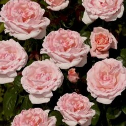 'Racquel™ Renaissance'® Rosa X 'Racquel™ Renaissance'® (Renaissancerose) A-Kvalitet,- Barrods Roser Min. 3 Grene -Plantetorvet p12910 52198 rosa x racquel renaissance renaissancerose 3ab1