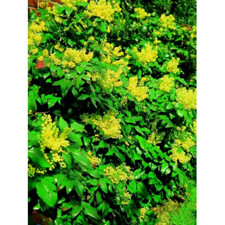 Mahonia Aquifolium 'Maqu' Mahonie 'Maqu' Med klump,- 50-60 cm. Mahonia Aquifolium 'Maqu' Mahonie 'Maqu' Med Klump,- 50-60 Cm. -Plantetorvet p1313 1067 mahonia aquifolium maqu 018d