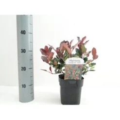 Glansmispel 'Little Red Robin' Photinia Fraseri 'Little Red Robin' Potte 2,0 Liter,- 20-25 Cm. -Plantetorvet p13157 38460 image 3b9f