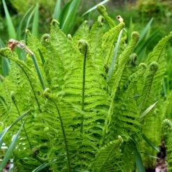 Kurvebregne Matteuccia Struthiopteris 1 Liter Potte