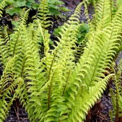 Kurvebregne Matteuccia Struthiopteris 1 Liter Potte -Plantetorvet p1331 50951 matteuccia struthiopteris eafd