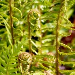 Kurvebregne Matteuccia Struthiopteris 1 Liter Potte -Plantetorvet p1331 50952 matteuccia struthiopteris 1f42