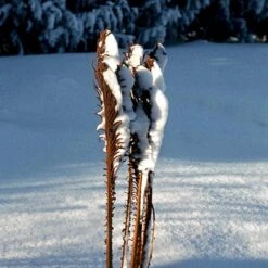 Kurvebregne Matteuccia Struthiopteris 1 Liter Potte -Plantetorvet p1331 50953 matteuccia struthiopteris 4973