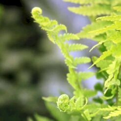 Kurvebregne Matteuccia Struthiopteris 1 Liter Potte -Plantetorvet p1331 50954 matteuccia struthiopteris 74d2