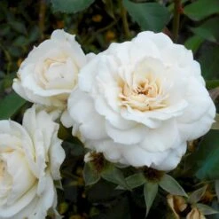 'White New Dawn' Rosa X 'White New Dawn' A-Kvalitet,- Barrods Roser Min. 3 Grene