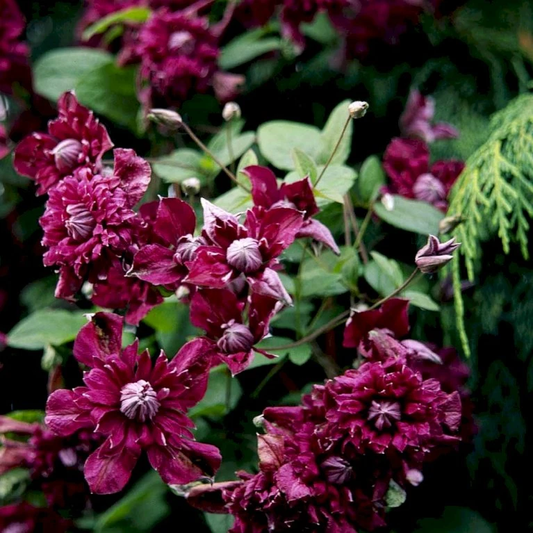 Italiensk Skovranke 'Purpurea Plena Elegans' Clematis Viticella 'Purpurea Plena Elegans' Potte 2,0 liter,- Opbundet 60-100 cm Italiensk Skovranke 'Purpurea Plena Elegans' Clematis Viticella 'Purpurea Plena Elegans' Potte 2,0 Liter,- Opbundet 60-100 Cm -Plantetorvet p13571 48677 clematis viticella purpurea plena elegans 6c8e