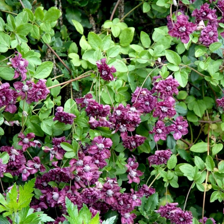 Italiensk Skovranke 'Purpurea Plena Elegans' Clematis Viticella 'Purpurea Plena Elegans' Potte 2,0 liter,- Opbundet 60-100 cm Italiensk Skovranke 'Purpurea Plena Elegans' Clematis Viticella 'Purpurea Plena Elegans' Potte 2,0 Liter,- Opbundet 60-100 Cm -Plantetorvet p13571 48678 clematis viticella purpurea plena elegans dd95