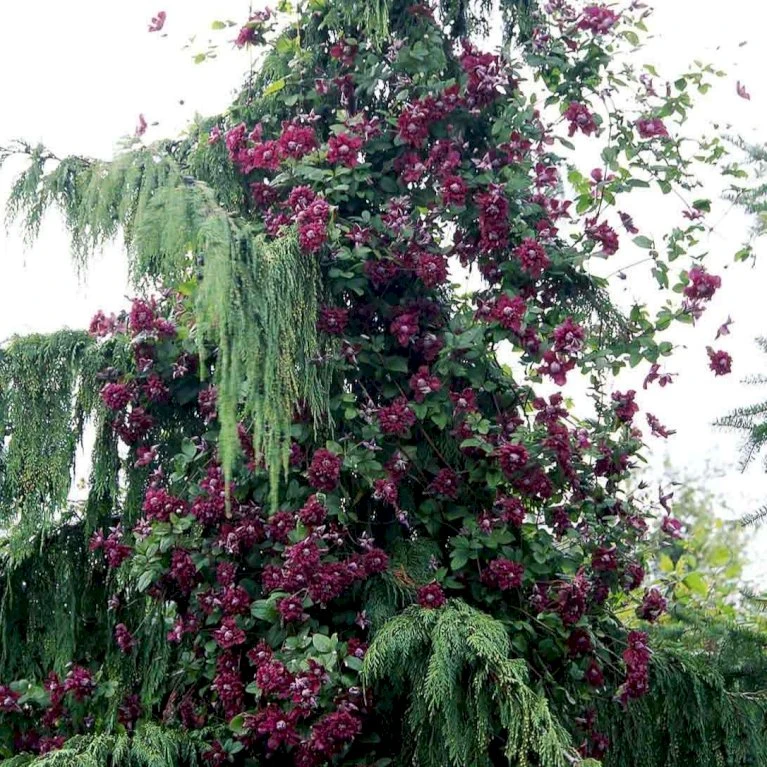 Italiensk Skovranke 'Purpurea Plena Elegans' Clematis Viticella 'Purpurea Plena Elegans' Potte 2,0 liter,- Opbundet 60-100 cm Italiensk Skovranke 'Purpurea Plena Elegans' Clematis Viticella 'Purpurea Plena Elegans' Potte 2,0 Liter,- Opbundet 60-100 Cm -Plantetorvet p13571 48679 clematis viticella purpurea plena elegans 6dec
