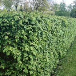 Nye udgivelser 6 Naur Acer Campestre Solitær Busk 150-200 Cm. Høj,- 60-100 Cm. Bred.