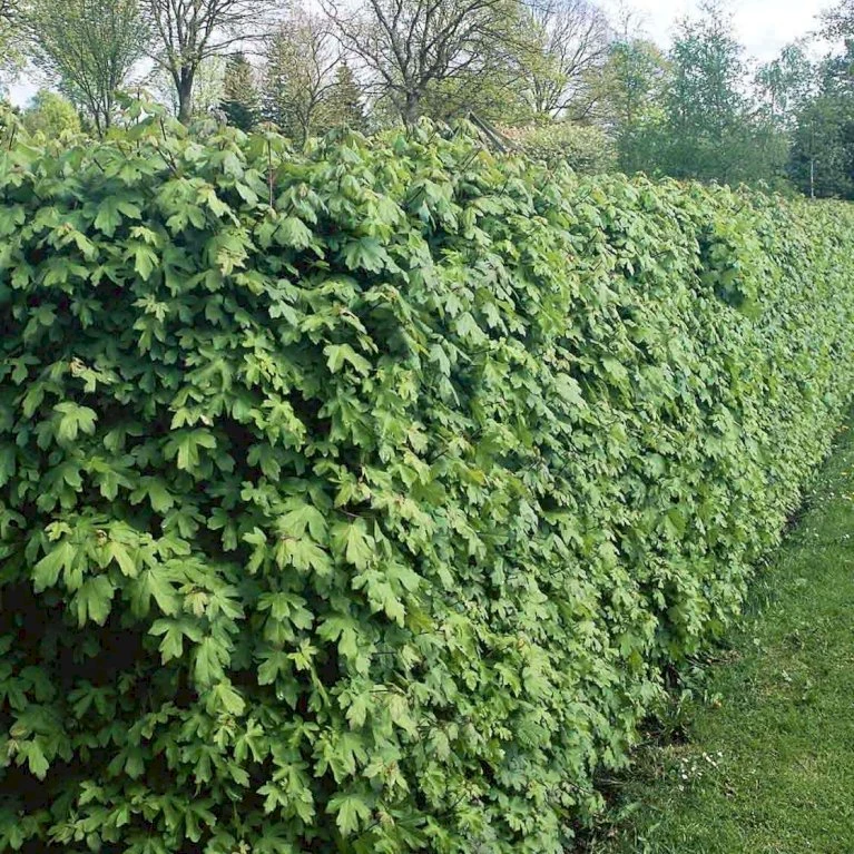 Naur Acer Campestre Solitær busk 150-200 cm. høj,- 60-100 cm. bred. Naur Acer Campestre Solitær Busk 150-200 Cm. Høj,- 60-100 Cm. Bred. -Plantetorvet p13 54047 acer campestre 40d5