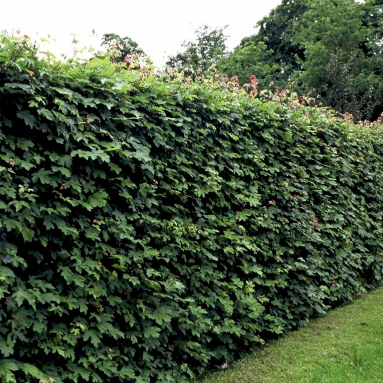 Naur Acer Campestre Solitær busk 150-200 cm. høj,- 60-100 cm. bred. Naur Acer Campestre Solitær Busk 150-200 Cm. Høj,- 60-100 Cm. Bred. -Plantetorvet p13 54048 acer campestre 374c