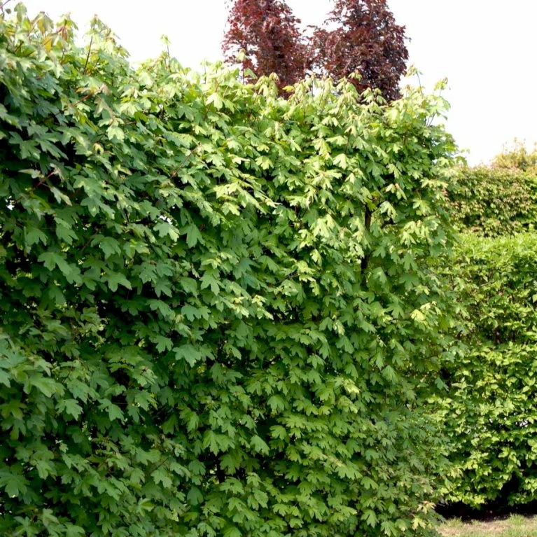 Naur Acer Campestre Solitær busk 150-200 cm. høj,- 60-100 cm. bred. Naur Acer Campestre Solitær Busk 150-200 Cm. Høj,- 60-100 Cm. Bred. -Plantetorvet p13 54049 acer campestre cdc3