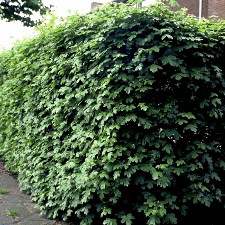 Naur Acer Campestre Solitær busk 150-200 cm. høj,- 60-100 cm. bred. Naur Acer Campestre Solitær Busk 150-200 Cm. Høj,- 60-100 Cm. Bred. -Plantetorvet p13 54050 acer campestre 3c41