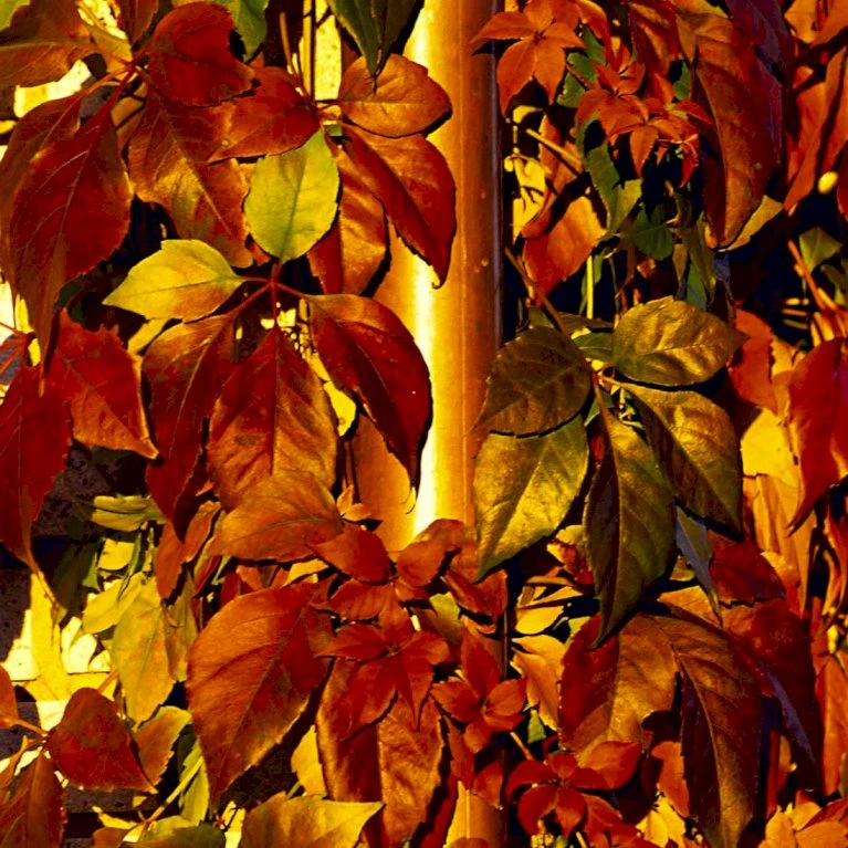 Klatrevildvin 'Engelmanii' Parthenocissus Quinquefolia 'Engelmannii' Potte 5,0 liter,- Opbundet 80-100 cm. Klatrevildvin 'Engelmanii' Parthenocissus Quinquefolia 'Engelmannii' Potte 5,0 Liter,- Opbundet 80-100 Cm. -Plantetorvet p1405 48761 parthenocissus quinquefolia engelmannii 042f