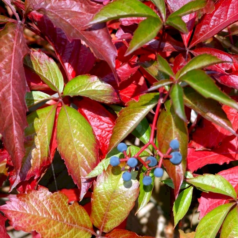 Klatrevildvin 'Engelmanii' Parthenocissus Quinquefolia 'Engelmannii' Potte 5,0 liter,- Opbundet 80-100 cm. Klatrevildvin 'Engelmanii' Parthenocissus Quinquefolia 'Engelmannii' Potte 5,0 Liter,- Opbundet 80-100 Cm. -Plantetorvet p1405 48762 parthenocissus quinquefolia engelmannii 7ec7