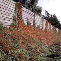 Klatrevildvin 'Engelmanii' Parthenocissus Quinquefolia 'Engelmannii' Potte 5,0 Liter,- Opbundet 80-100 Cm. 5 Klatrevildvin 'Engelmanii' Parthenocissus Quinquefolia 'Engelmannii' Potte 5,0 Liter,- Opbundet 80-100 Cm. -Plantetorvet p1405 48765 parthenocissus quinquefolia engelmannii ac2d