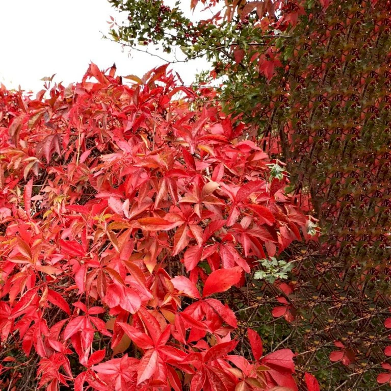 Klatrevildvin 'Engelmanii' Parthenocissus Quinquefolia 'Engelmannii' Potte 5,0 liter,- Opbundet 80-100 cm. Klatrevildvin 'Engelmanii' Parthenocissus Quinquefolia 'Engelmannii' Potte 5,0 Liter,- Opbundet 80-100 Cm. -Plantetorvet p1405 50622 parthenocissus quinquefolia engelmannii d88a