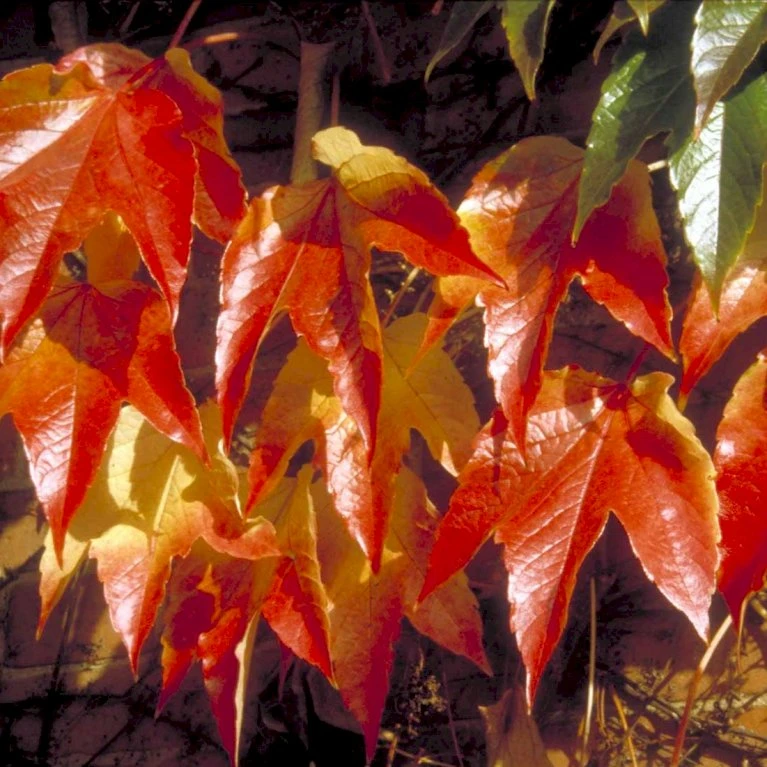 Rådhusvin 'Veitchii' Parthenocissus Tricuspidata 'Veitchii' Potte 5,0 liter,- Opbundet 80-100 cm. Rådhusvin 'Veitchii' Parthenocissus Tricuspidata 'Veitchii' Potte 5,0 Liter,- Opbundet 80-100 Cm. -Plantetorvet p1406 48775 parthenocissus tricuspidata veitchii 7764