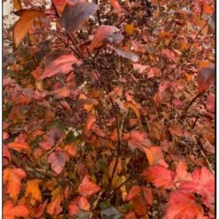 Blærespiræa 'Diabolo' Physocarphus Op. 'Diabolo' Solitær Busk 150-200 Cm. - Med Klump -Plantetorvet p1455 36852 physocarphus op diablo 0d03