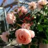 'From Far Away'™ Rosa X 'From Far Away'™ (Buketrose) A-Kvalitet,- Barrods Roser Min. 3 Grene 1 'From Far Away'™ Rosa X 'From Far Away'™ (Buketrose) A-Kvalitet,- Barrods Roser Min. 3 Grene -Plantetorvet p14574 51490 rosa x from far away buketrose c8cf