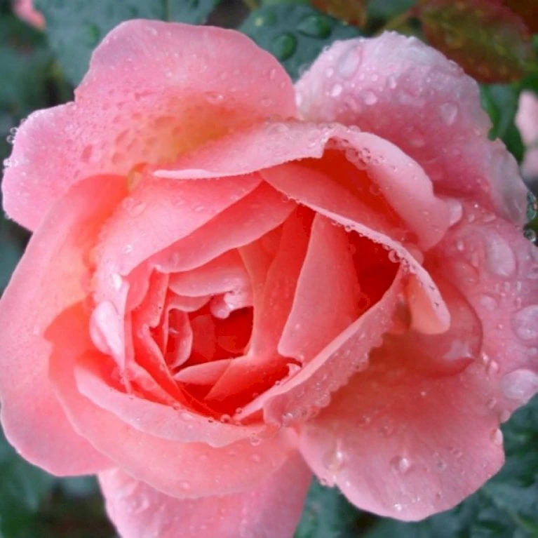 'From Far Away'™ Rosa X 'From Far Away'™ (Buketrose) A-Kvalitet,- barrods roser min. 3 grene 'From Far Away'™ Rosa X 'From Far Away'™ (Buketrose) A-Kvalitet,- Barrods Roser Min. 3 Grene -Plantetorvet p14574 51492 rosa x from far away buketrose 7cca