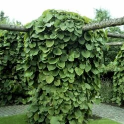 Tobakspibeplante Aristolochia Macrophylla Potte 5,0 Liter,- Opbundet 100-150 Cm.