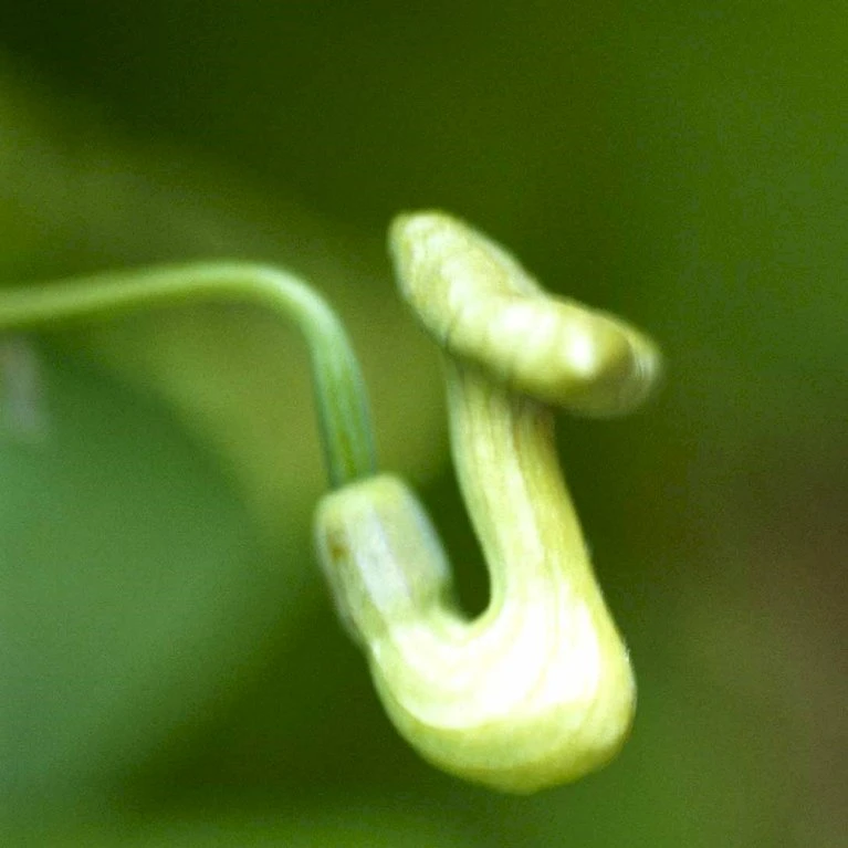 Tobakspibeplante Aristolochia Macrophylla Potte 5,0 liter,- Opbundet 100-150 cm. Tobakspibeplante Aristolochia Macrophylla Potte 5,0 Liter,- Opbundet 100-150 Cm. -Plantetorvet p146 48507 aristolochia macrophylla f576