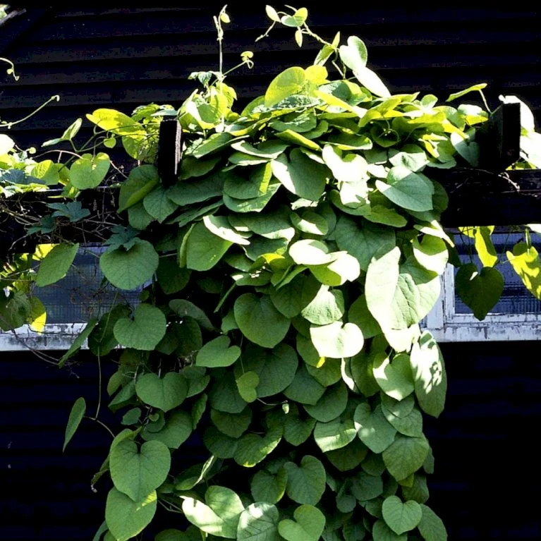 Tobakspibeplante Aristolochia Macrophylla Potte 5,0 liter,- Opbundet 100-150 cm. Tobakspibeplante Aristolochia Macrophylla Potte 5,0 Liter,- Opbundet 100-150 Cm. -Plantetorvet p146 48508 aristolochia macrophylla 24cb
