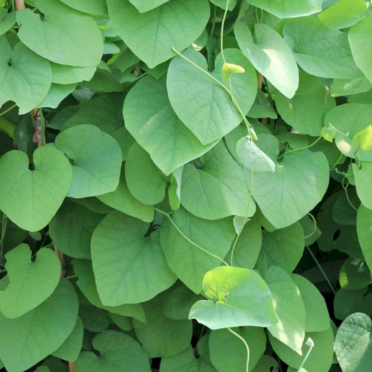 Tobakspibeplante Aristolochia Macrophylla Potte 5,0 liter,- Opbundet 100-150 cm. Tobakspibeplante Aristolochia Macrophylla Potte 5,0 Liter,- Opbundet 100-150 Cm. -Plantetorvet p146 50532 aristolochia macrophylla a035