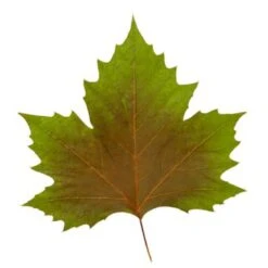 Platan 'Håkon' Platanus Acerifolia 'Håkon' Heister 175-200 Cm. Med Potte -Plantetorvet p1507 8167 platanus acerifolia 415e