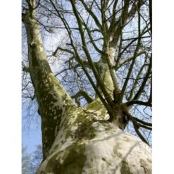 Platan 'Håkon' Platanus Acerifolia 'Håkon' Heister 175-200 Cm. Med Potte -Plantetorvet p1507 8168 platanus acerifolia 8402