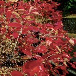 Storfrugtet Surbær Aronia Melanocarpa Solitær Busk 125-150 Cm., Med Klump -Plantetorvet p150 54053 aronia melanocarpa 6a62