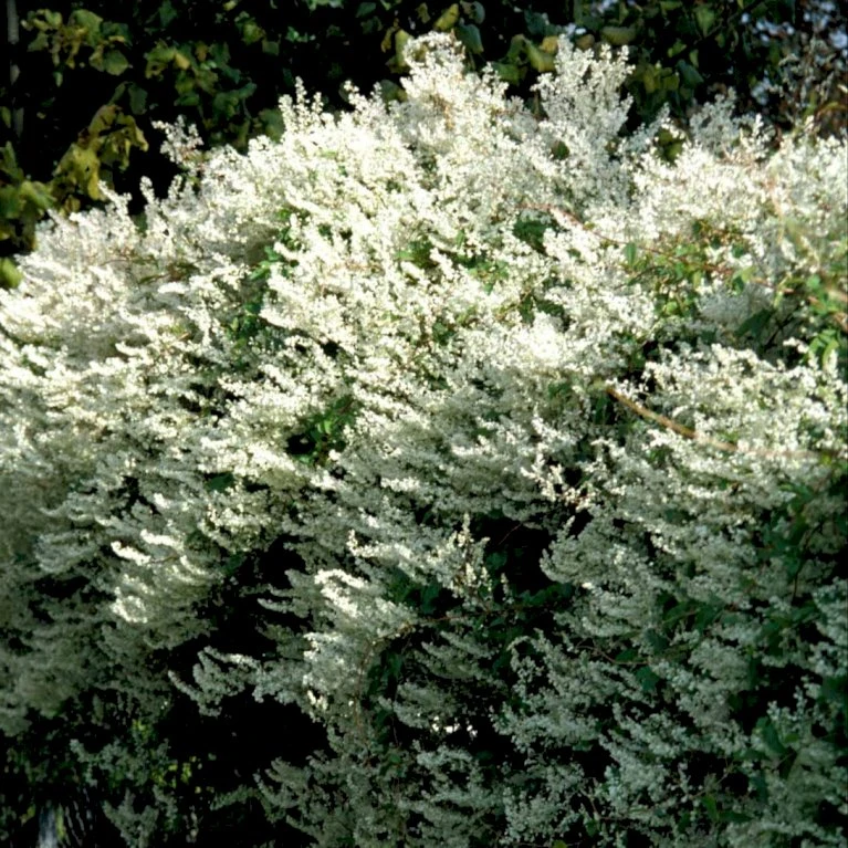 Arkitektens Trøst Polygonum Aubertii Potte 2,0 liter,- Opbundet Arkitektens Trøst Polygonum Aubertii Potte 2,0 Liter,- Opbundet -Plantetorvet p1522 48784 polygonum aubertii d494