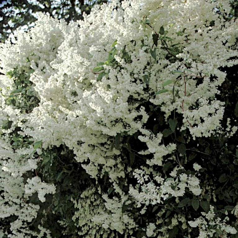 Arkitektens Trøst Polygonum Aubertii Potte 2,0 liter,- Opbundet Arkitektens Trøst Polygonum Aubertii Potte 2,0 Liter,- Opbundet -Plantetorvet p1522 48785 polygonum aubertii f839