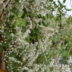 Arkitektens Trøst Polygonum Aubertii Potte 2,0 Liter,- Opbundet 4 Arkitektens Trøst Polygonum Aubertii Potte 2,0 Liter,- Opbundet -Plantetorvet p1522 50626 polygonum aubertii 004c