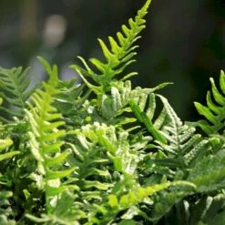 Engelsød Polypodium Vulgare 10 Cm. Potte