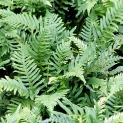 Engelsød Polypodium Vulgare 10 Cm. Potte -Plantetorvet p1526 50956 polypodium vulgare bed1