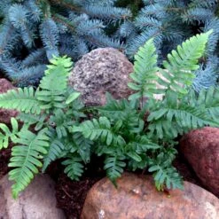 Engelsød Polypodium Vulgare 10 Cm. Potte -Plantetorvet p1526 50957 polypodium vulgare 3506