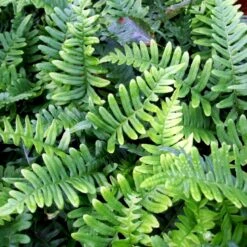 Engelsød Polypodium Vulgare 10 Cm. Potte -Plantetorvet p1526 50958 polypodium vulgare c4dd