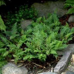 Engelsød Polypodium Vulgare 10 Cm. Potte -Plantetorvet p1526 50959 polypodium vulgare bf2b